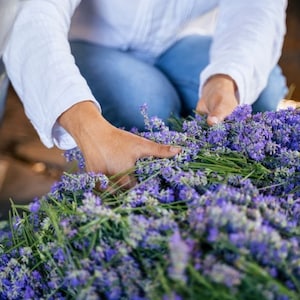 May include: A person's hands are shown carefully arranging a large bundle of lavender flowers. The flowers are a vibrant purple and are arranged in a large pile.