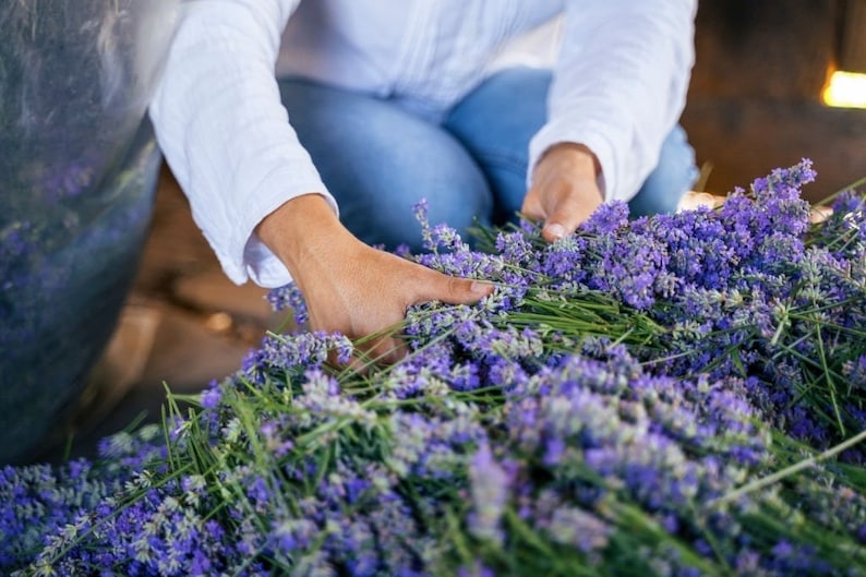 May include: A person's hands are shown carefully arranging a large bundle of lavender flowers. The flowers are a vibrant purple and are arranged in a large pile.