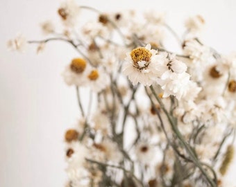 Dried Daisy Bouquet • Organic Ammobium Flowers • Rustic Everlasting Blooms • Boho Wedding Decor • White Wildflower Bunch
