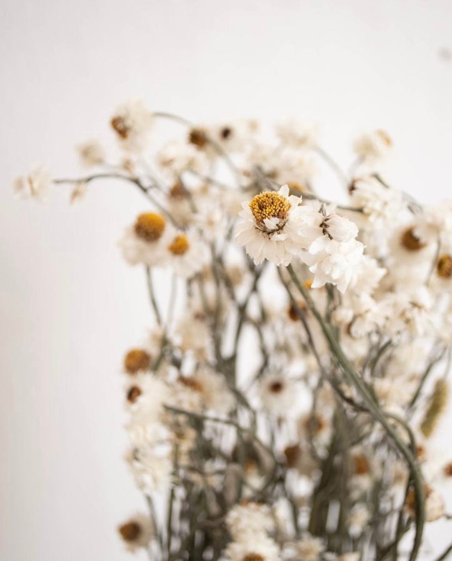 Dried Daisy Bouquet * Organic Ammobium Flowers * Rustic Everlasting Blooms * Boho Wedding Decor * White Wildflower Bunch