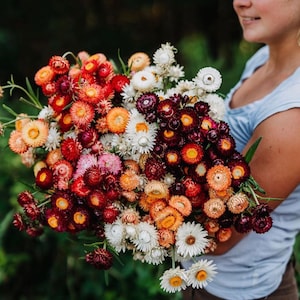 Strawflowers, Straw Flowers, Dark Pink Straw Flowers, Dried Flowers, Dried Straw Flowers, Tablescape Flowers, Cream Color Straw Flowers,