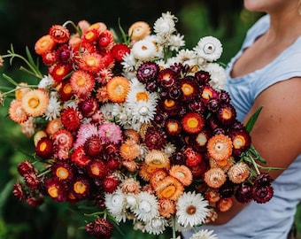 Strawflowers, Straw Flowers, Dark Pink Straw Flowers, Dried Flowers, Dried Straw Flowers, Tablescape Flowers, Cream Color Straw Flowers,