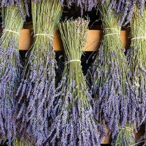 May include: Bundles of dried lavender flowers tied together with rubber bands and hanging from a wooden rack. The lavender is a light purple color and the stems are green.