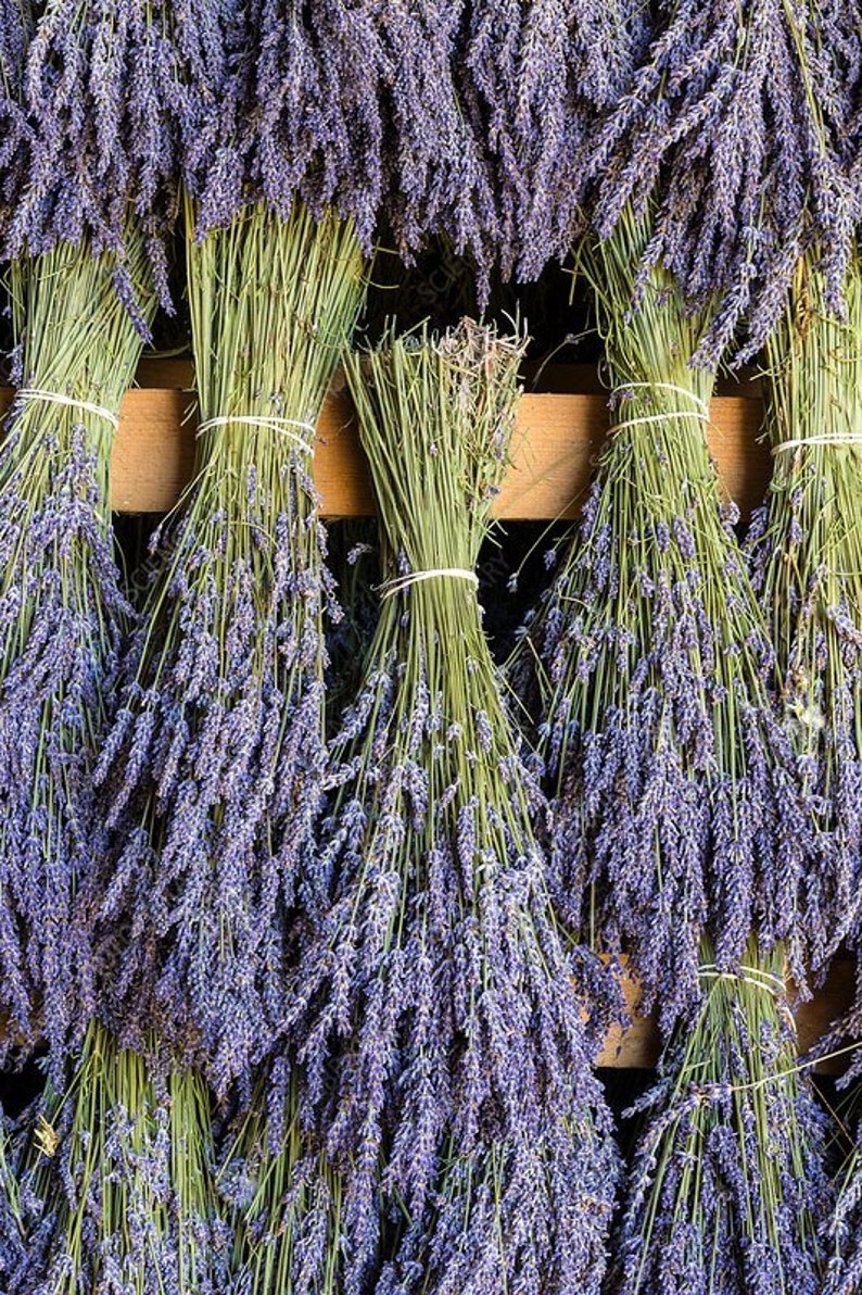 May include: Bundles of dried lavender flowers tied together with rubber bands and hanging from a wooden rack. The lavender is a light purple color and the stems are green.