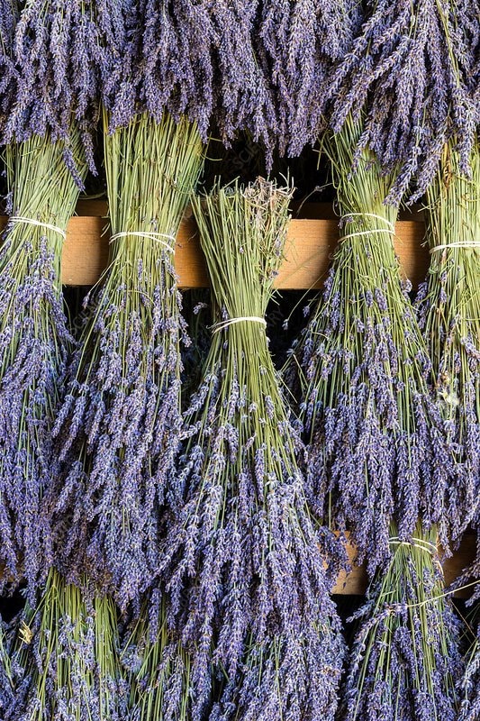 230+ Stems Dried Lavender Flowers Bundles, 3 Bunches Stems Natural Dry  Lavender Flowers Sprigs Stems 17 Dried Flowers for DIY Home Fragrance  Wedding