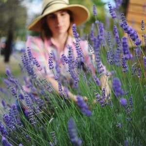 May include: A woman wearing a straw hat and a plaid shirt is standing in a field of lavender. The lavender is in bloom and the flowers are a vibrant purple.