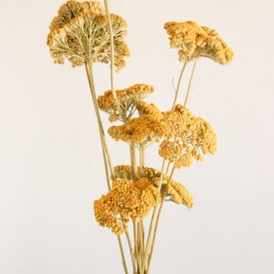 May include: A bouquet of dried yarrow flowers in a clear glass vase. The flowers are a vibrant yellow color and have a delicate, feathery texture.