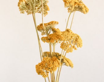 Dried Yellow Yarrow, Dried Yarrow, Dried decor, Dried Flowers, Pressed Flowers, yellow flowers, dried wedding fall flowers