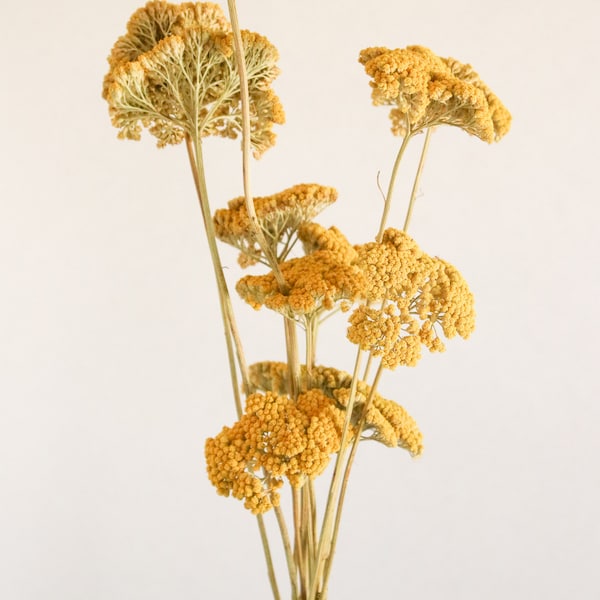 Dried Yellow Yarrow, Dried Yarrow, Dried decor, Dried Flowers, Pressed Flowers, yellow flowers, dried wedding fall flowers