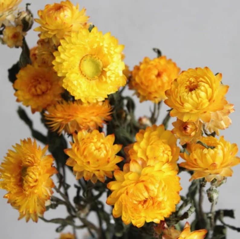 Straw Roses Strawflowers, Straw Flowers, Dark Pink Straw Flowers, Dried Flowers ...
