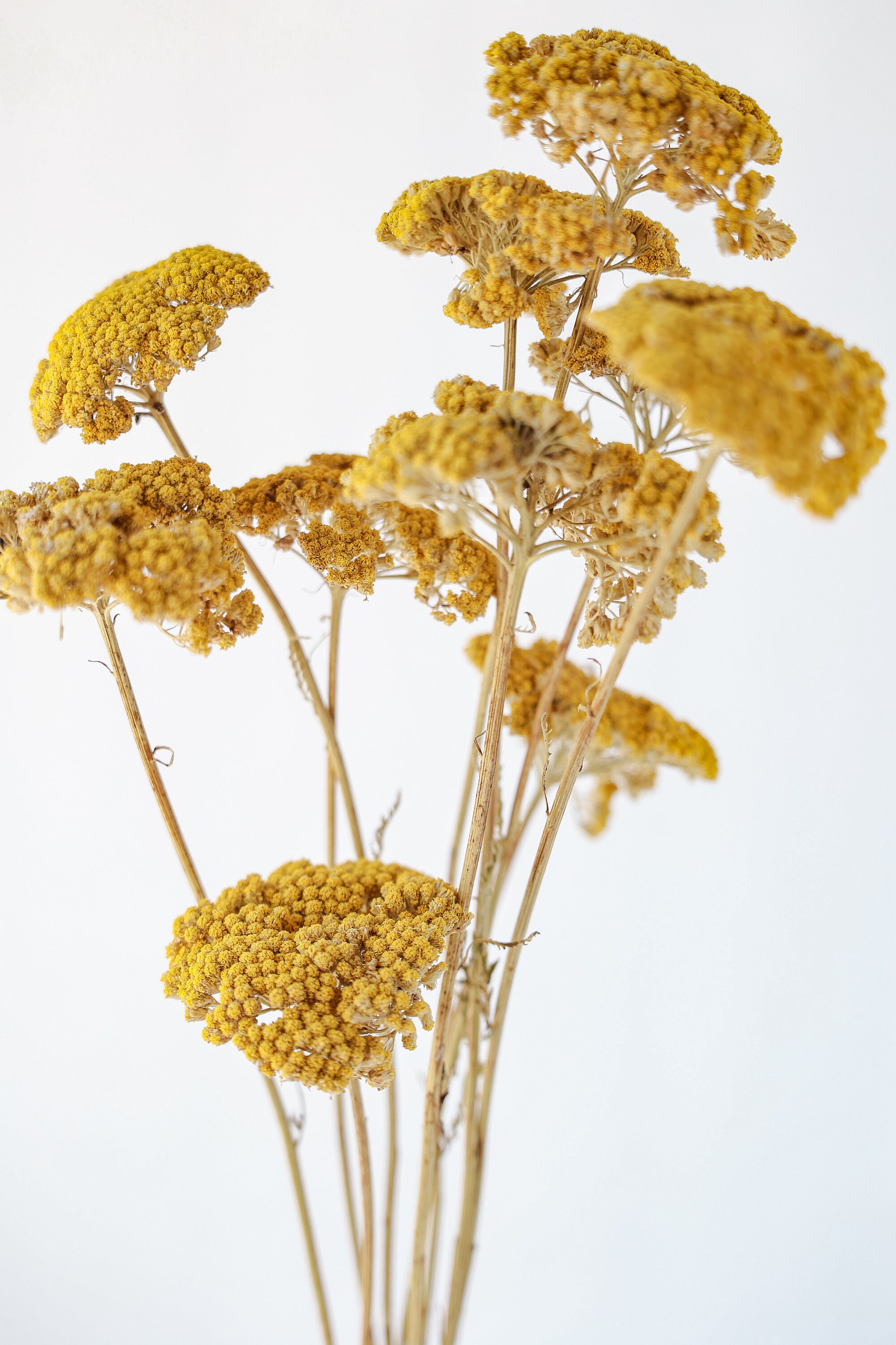 Dried Yellow Yarrow Dried Yarrow Dried Decor Dried Flowers Etsy