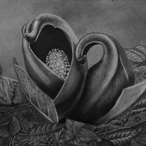 Giclee PRINTS: Edible and Medicinal Wetland Plants of Vermont