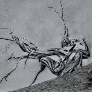 PRINT: Juniper tree