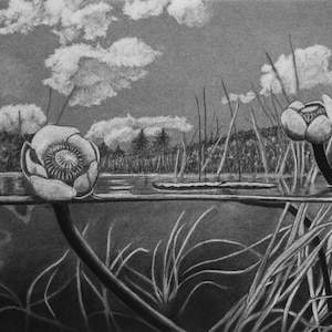 Giclee Prints: Edible and Medicinal Wetland Plants. Prints made from original Charcoal Drawings.