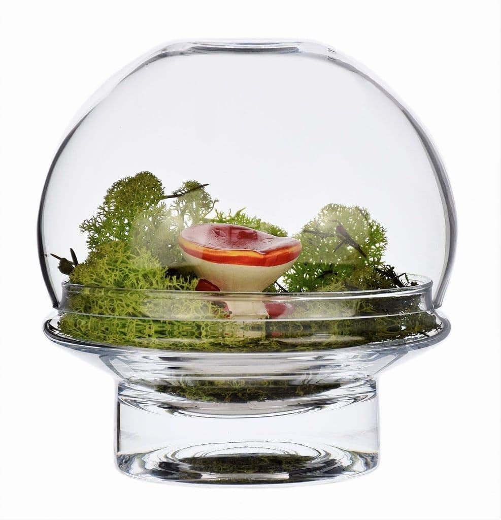 TERRARIUM IN CONTENITORE DI VETRO- CAMPANA CM 43X18