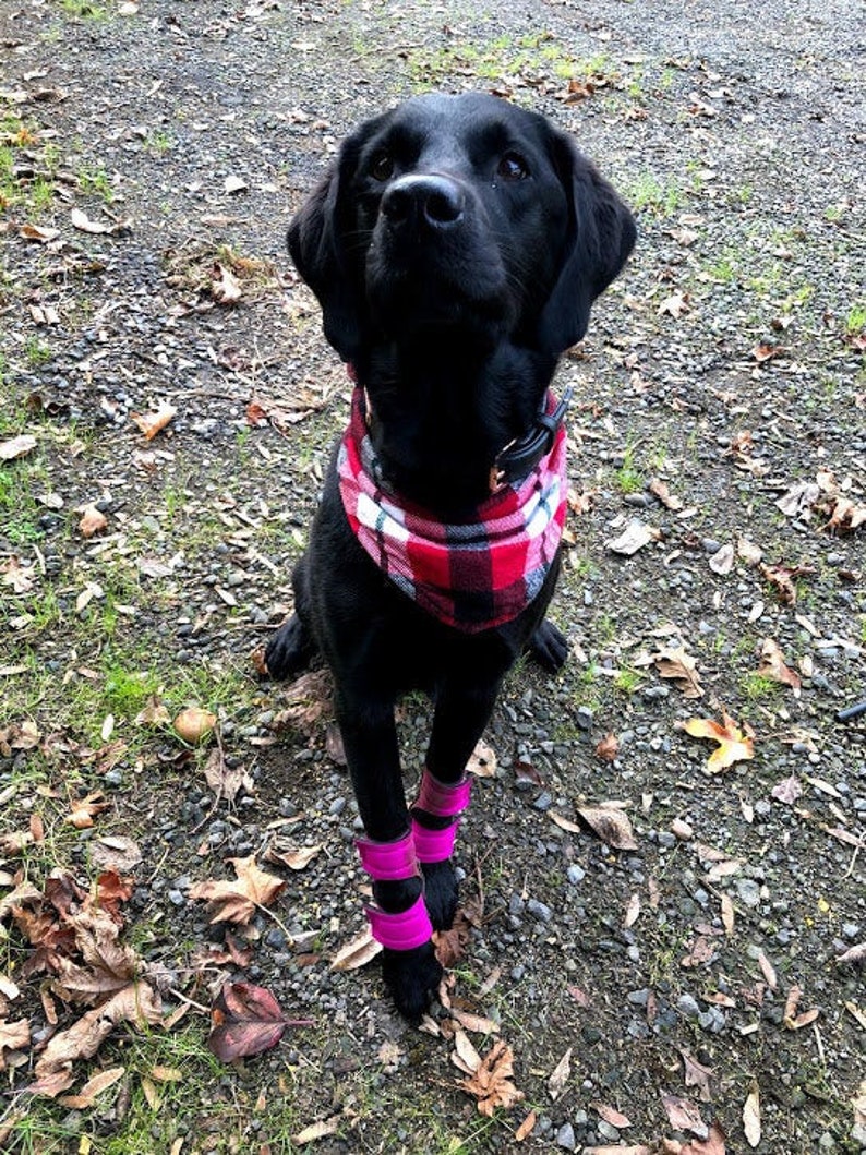 Hellypads carpal pad protectors for dogs stopper pads Etsy