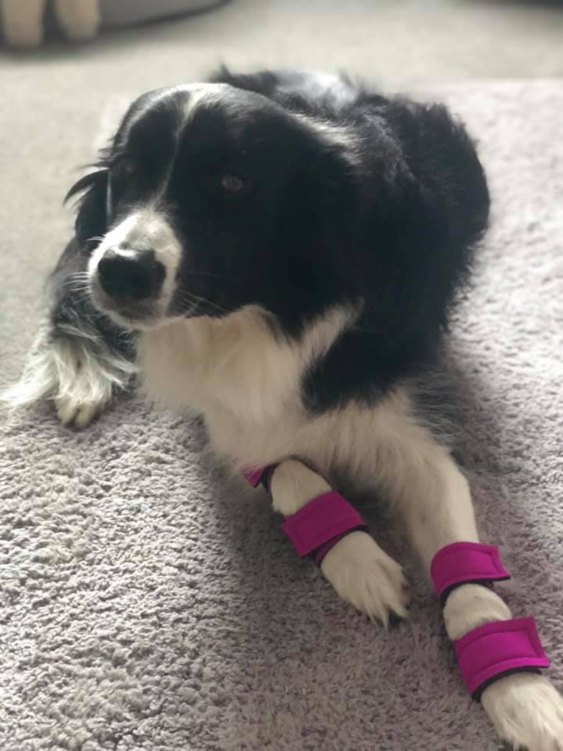 Hellypads carpal pad protectors for dogs stopper pads Etsy