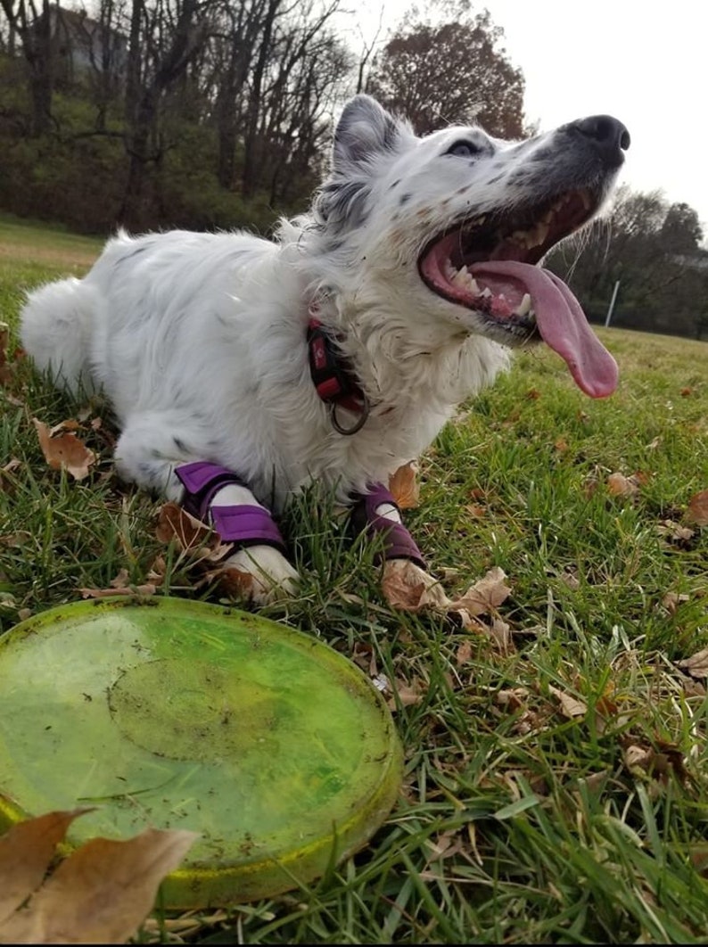 Hellypads Carpal Pad Protectors for Dogs stopper Pads Etsy