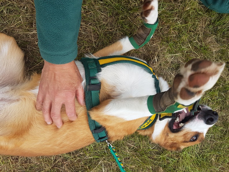 Hellypads carpal pad protectors for dogs stopper pads Etsy