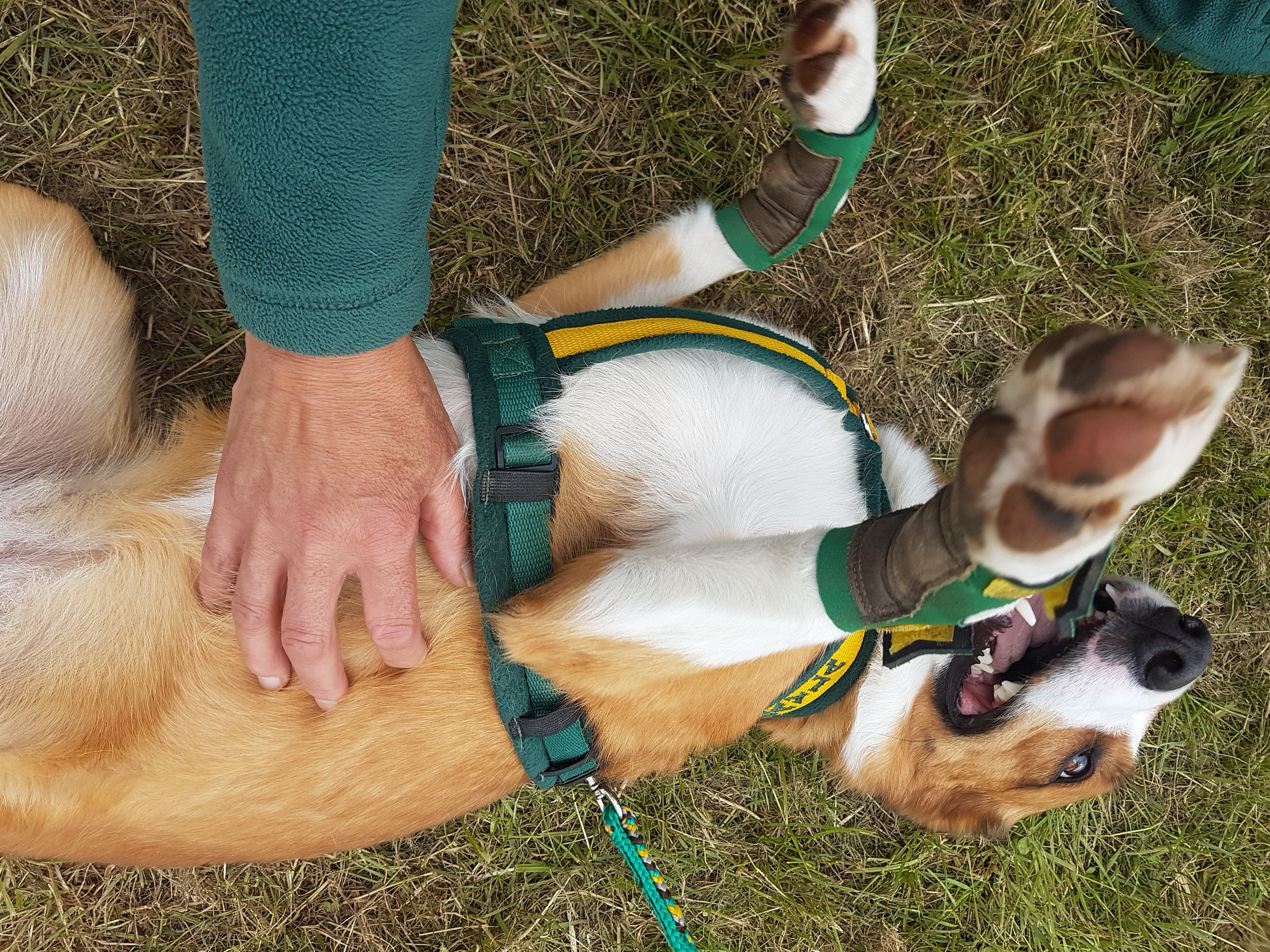 Hellypads carpal pad protectors for dogs stopper pads Etsy