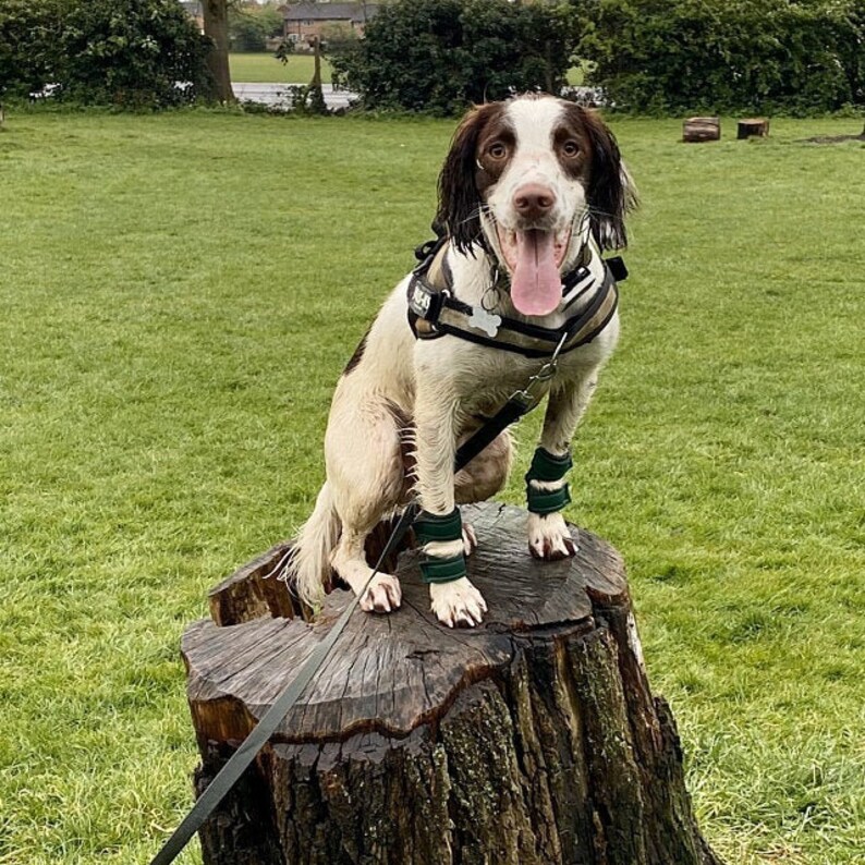 Hellypads carpal pad protectors for dogs stopper pads Etsy