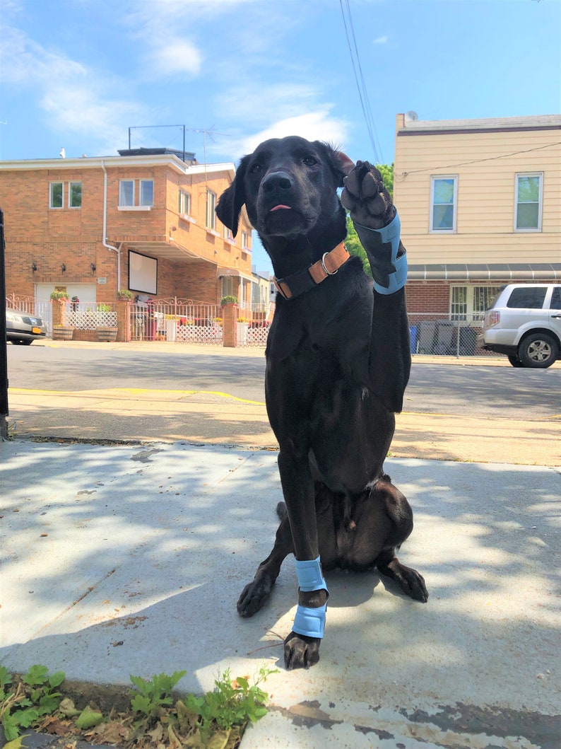 Hellypads carpal pad protectors for dogs stopper pads Etsy