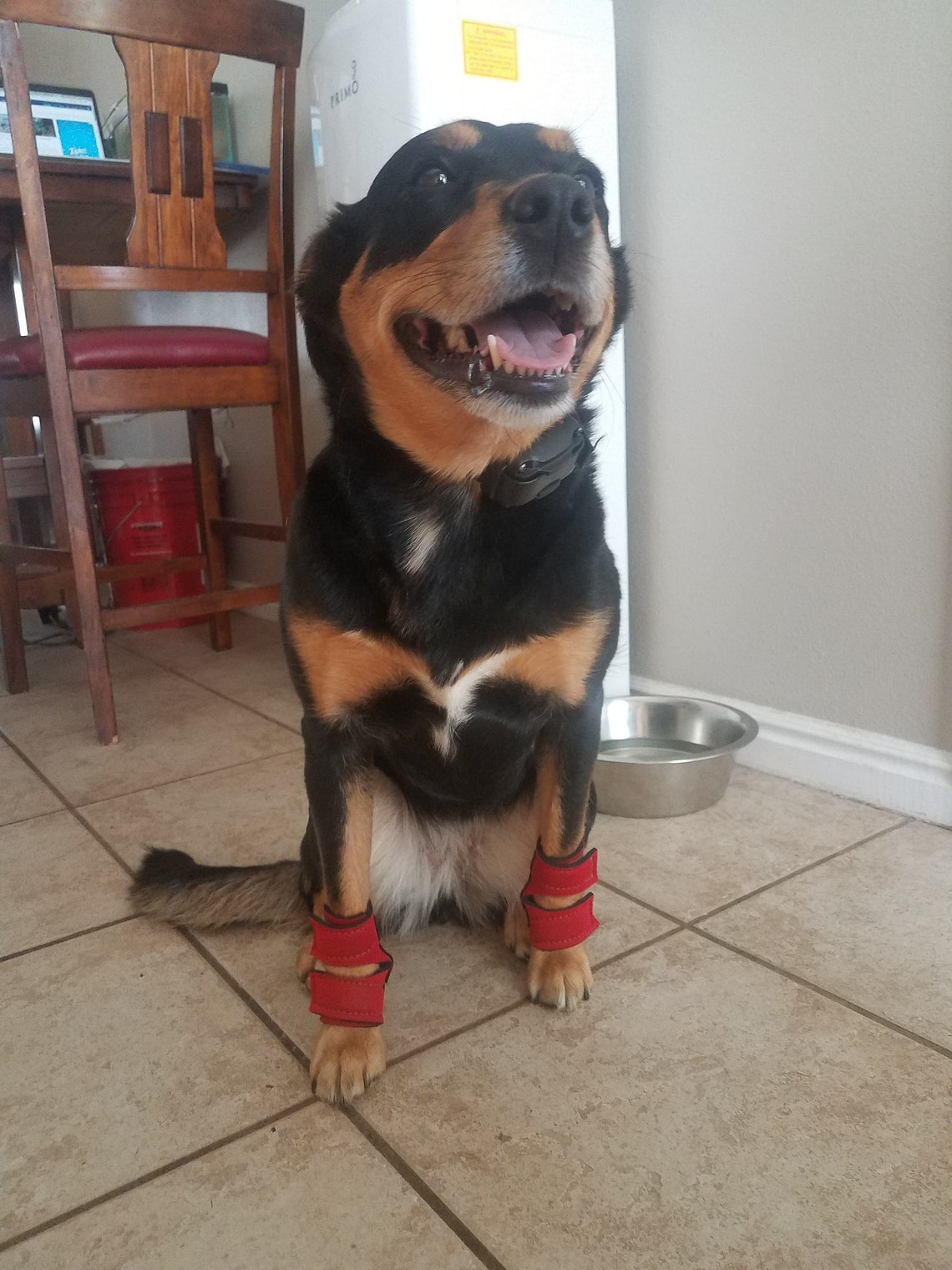 Hellypads carpal pad protectors for dogs stopper pads Etsy