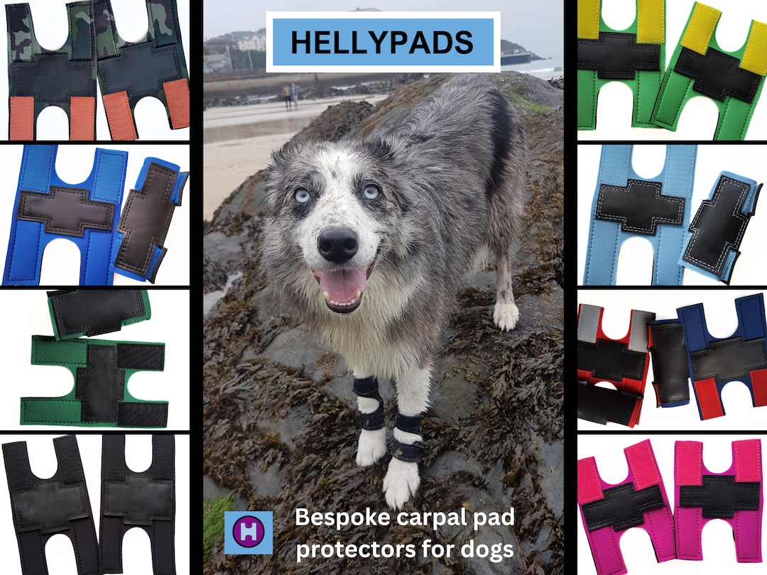 Carpal Pad Injury Treatment For Cut Paw Pad On Dog HOT Carpal Pad