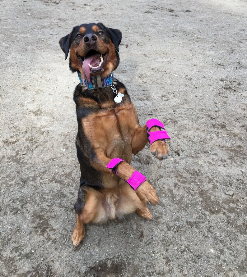 Hellypads Carpal Pad Protectors for Dogs stopper Pads Etsy