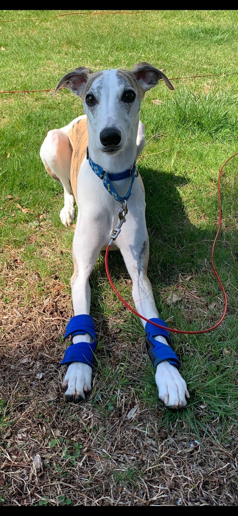 Hellypads carpal pad protectors for dogs stopper pads Etsy