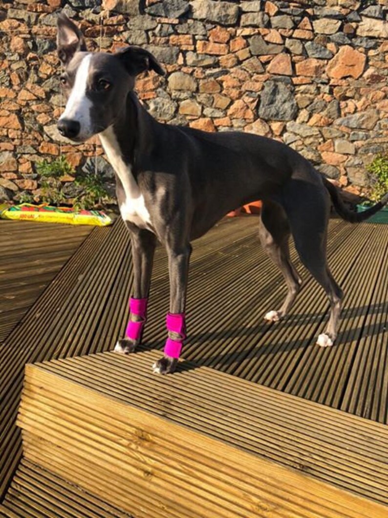 Hellypads Carpal Pad Protectors for Dogs stopper Pads Etsy