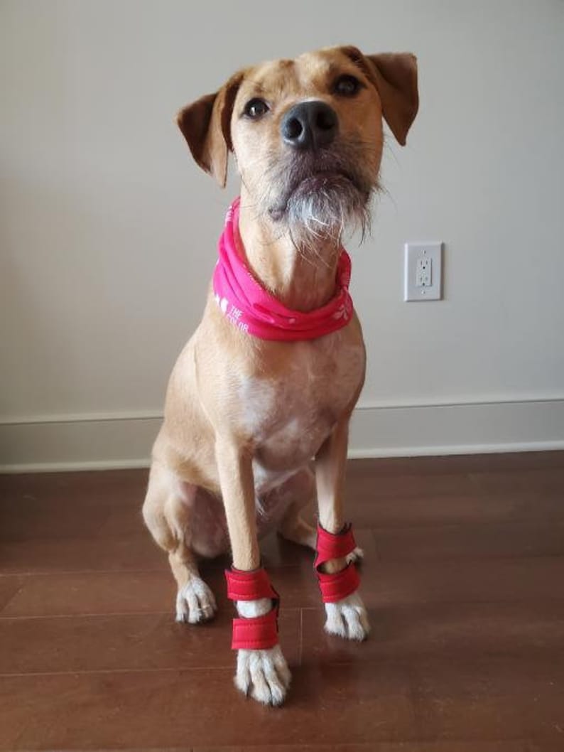 Hellypads carpal pad protectors for dogs stopper pads Etsy