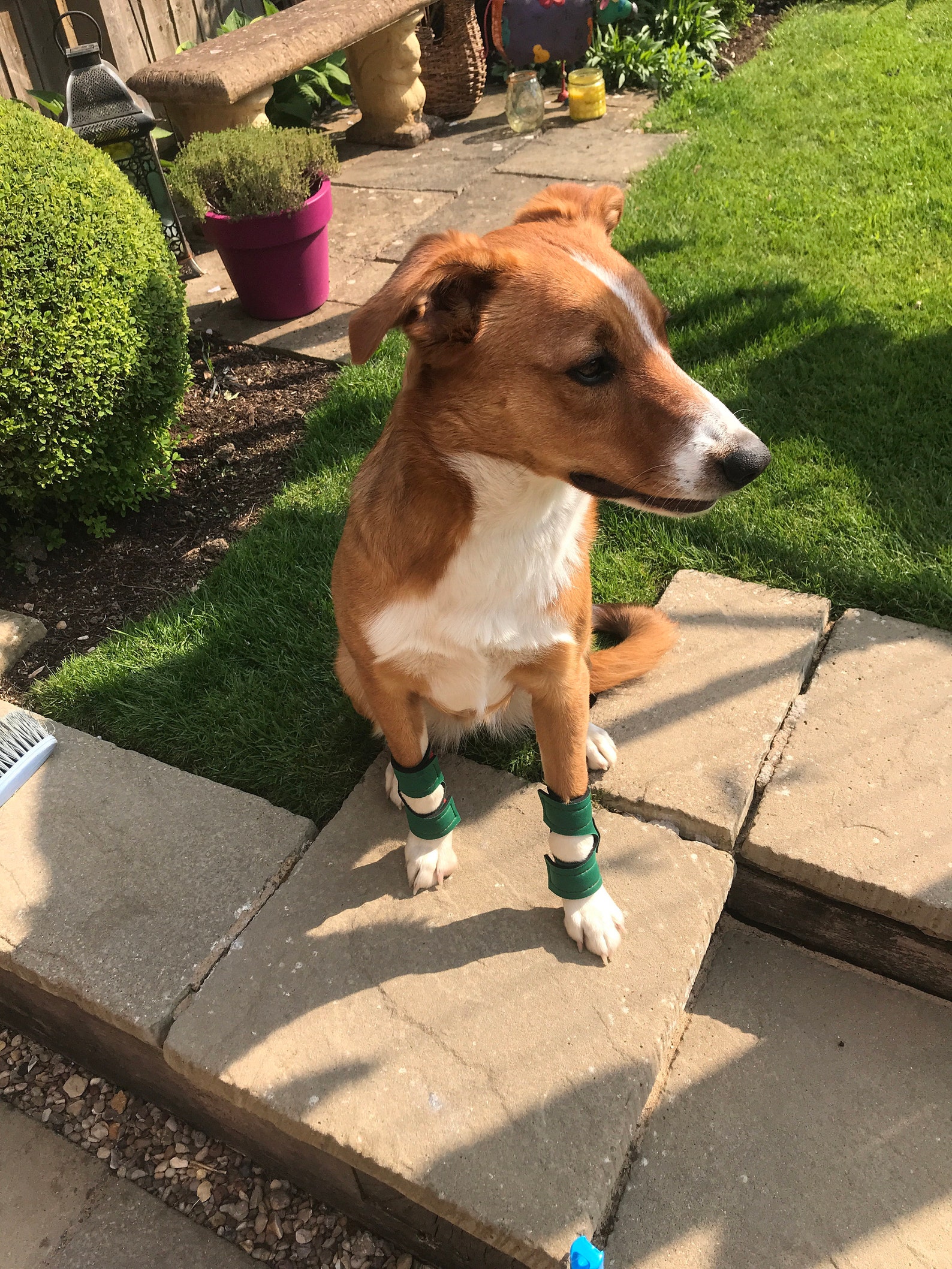 Hellypads carpal pad protectors for dogs stopper pads Etsy