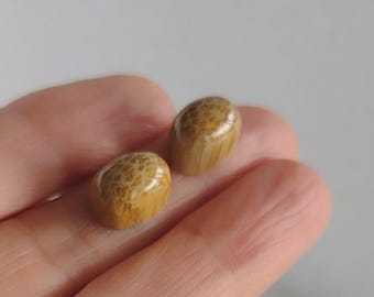 PETRIFIED PALMWOOD CABOCHONS Set
