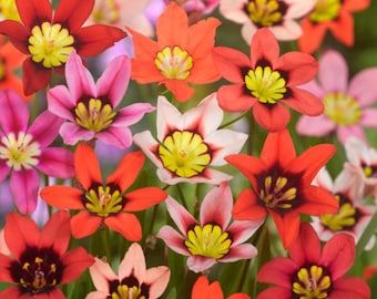 Sparaxis Harlequin - Confezione da 10 bulbi