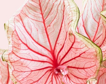 Caladium "Florida Sweetheart" - 1 Bulwa (Cebula) - Angel Wings