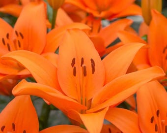 Feloranje lelie - 1 bol