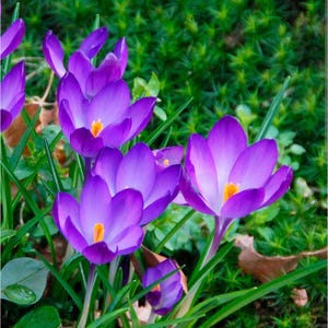 Crocus Ruby Giant - Lot de 5 bulbes