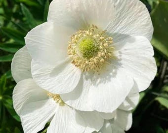 Zawilec wieńcowy 'The Bride' - zestaw 10 cebul