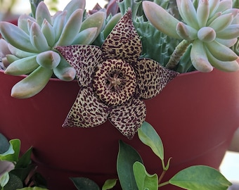 Stapelia Variegata - Fleur étoile léopard
