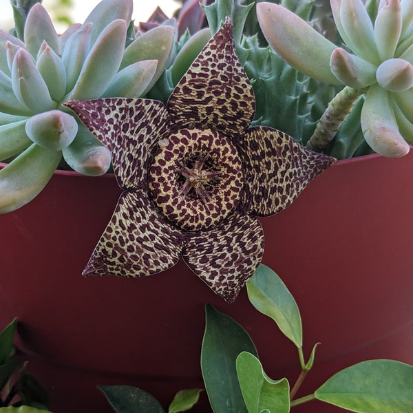 Stapelia Variegata - Fleur étoile léopard