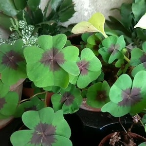 Oxalis - Oxalis deppei bulbs (pack of 10) - Iron Cross clovers