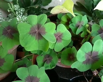 Oxalis - Bulbos de Oxalis deppei (paquete de 10) - Tréboles de la Cruz de Hierro