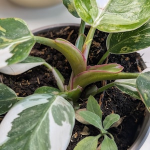 Philodendron White Princess