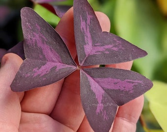 Oxalis - Bulbes d'oxalis triangularis pourpres (sachet de 5) - Trèfles violets