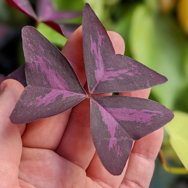 Oxalis - Bulbes d'oxalis triangularis pourpres (sachet de 5) - Trèfles violets