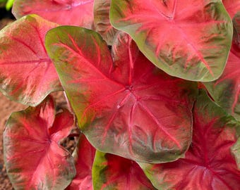 Caladium "English Poecile" - 1 tubérculo (bulbo) - Alas de ángel