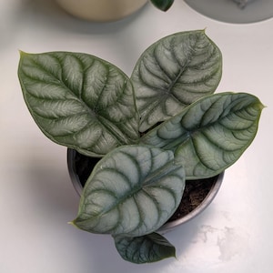 Alocasia Silver Dragon