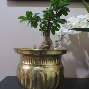 Footed lion head brass planter Made in India