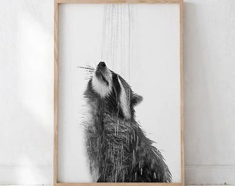 May include: Black and white framed art print featuring a raccoon enjoying a shower. The raccoon is looking up with water cascading down. The artwork is in a wooden frame and is displayed against a white wall.